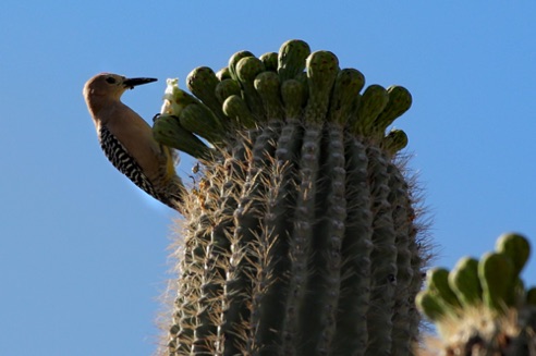 Woodpecker 2
Verde River, Rio Verde. AZ. Woodpecker 2
Verde River, Rio Verde. AZ.